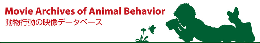 Movie Archives of Animal Behavior / �����s���̉f���f�[�^�x�[�X