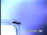 トゲオオハリアリの雄誘因
