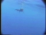 ハンドウイルカの同性愛行動 3