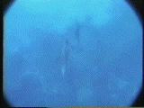ハンドウイルカの同性愛行動 2