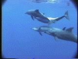 ハンドウイルカの同性愛行動 １