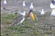ペリカンによるカモメへの給餌？：吐き戻し行動
