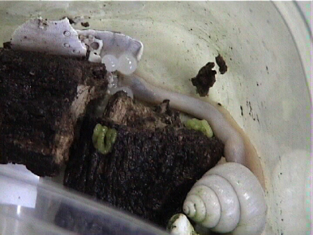 アマノヤマタカマイマイの産卵
