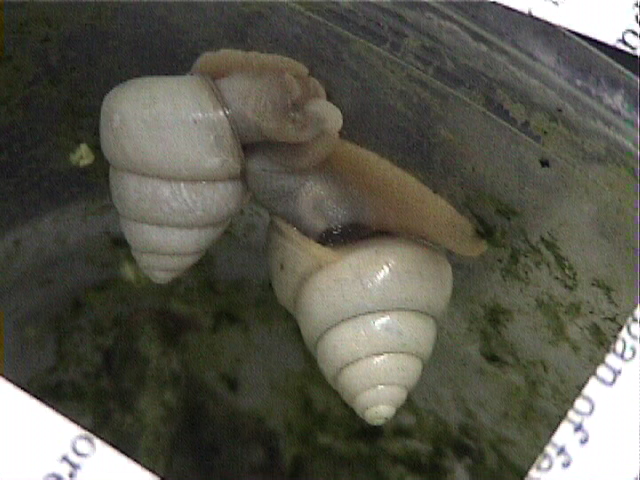 アマノヤマタカマイマイの交尾
