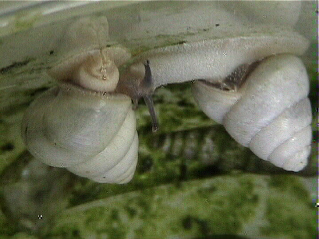 アマノヤマタカマイマイの交尾失敗