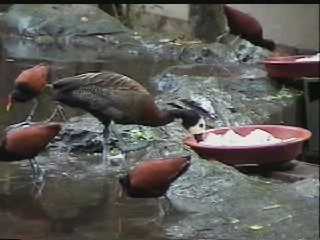 カモの採餌と水飲の意志決定（実験の映像）２