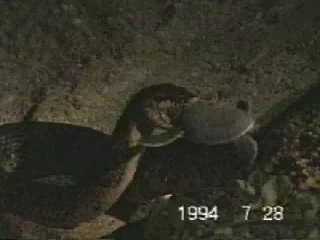 アカマタ（蛇）による砂中のウミガメ幼体の捕食
