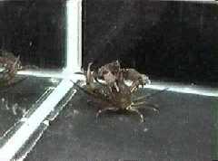 ヨツハモガニの闘争行動