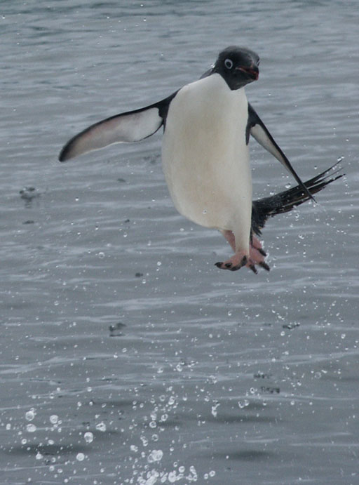 アデリーペンギンのジャンプ