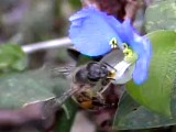 ツユクサを訪れたニホンミツバチ