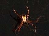 コガタコガネグモの捕食行動