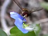 ツユクサを訪れたヒラタアブの仲間