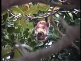 移動するオオコウモリ