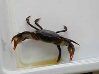 ヒライソガニの威嚇行動