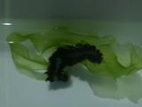 漂着物についていたウミケムシの1種