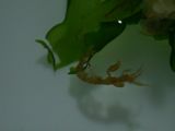 ワレカラの移動