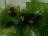 ヒダミノウミウシの集合