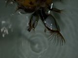 エボシガイの摂食行動