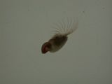 エボシガイの摂食行動（その２）