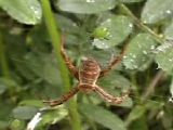 網上の昆虫に対するコガネグモの威嚇行動
