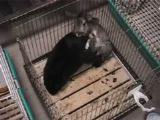 飼いウサギの交尾行動