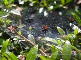 クロオオアリ?によるクサグモが捕獲した餌の横取り