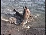 キタゾウアザラシの雄間闘争