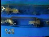 アナジャコが脱皮をする際に見せるマゴコロガイの移動行動