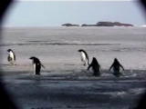 アデリーペンギンの同調潜水行動（高画質）
