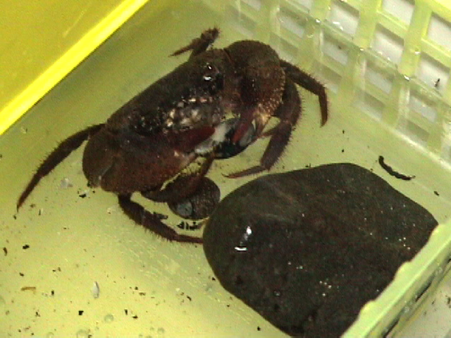 イボイワオウギガニによる巻貝捕食〜成功〜