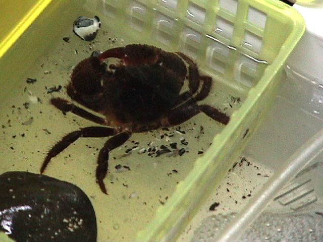 イボイワオウギガニによる巻貝捕食〜失敗〜