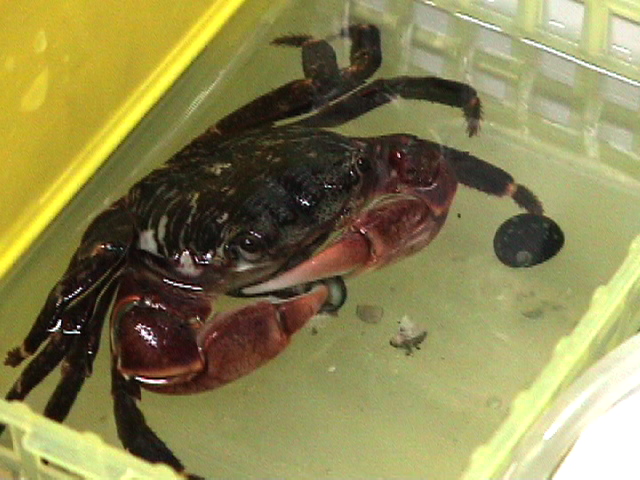 イワガニによる巻貝捕食