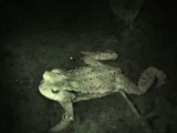 ヒキガエルの歩行