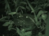 ニホンアマガエルの鳴き方