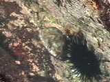 ヤクシマダカラの衝突回避行動