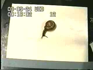 水分をトレースするカタツムリ