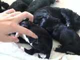 子犬の脇腹をくすぐった時に起こる後ろ足の反応