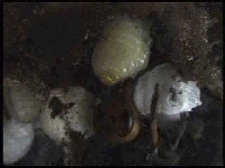 幼虫から栄養液を搾取するコガタスズメバチの成虫
