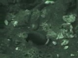 オビテンスモドキの寝床づくり