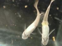メダカの交尾　その１