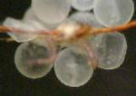 赤虫に食われるメダカの卵