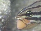 オオスジイシモチ産卵