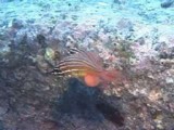 キンセンイシモチ産卵