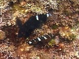 ヘビギンポの求愛と産卵