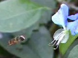 ツユクサの花に訪れるミツバチとハナアブ