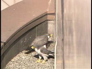 ハヤブサの鳴き交わし