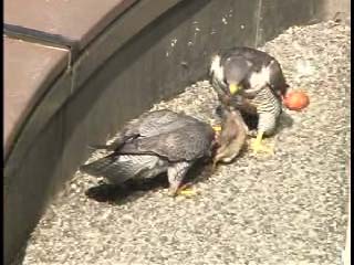 ハヤブサの餌渡しと抱卵交代１