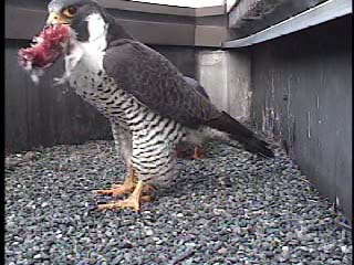 ハヤブサの餌渡しと抱卵交代２