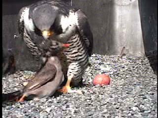 ハヤブサの餌渡しと抱卵交代３