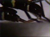 ブドウトラカミキリの求愛行動